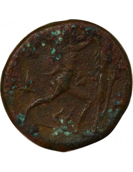 Italie (Campanie) 1 ae Bronze 277-230 Av JC